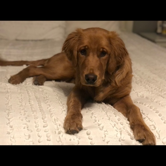 Meet your Posher, Teresa - Picture 1 of 1